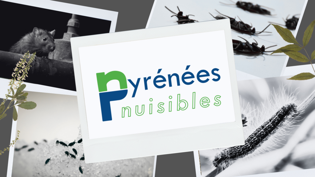 Dératisation à Anglet Bayonne Biarritz : rat, souris, puces, punaises de lit