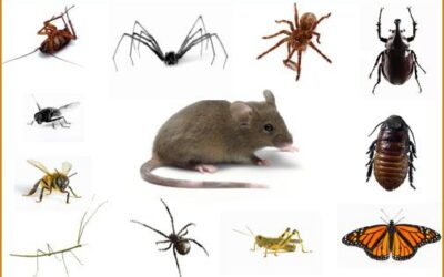 Eradication de tous les nuisibles : Pyrénées Nuisibles, votre allié !