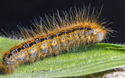 Chenilles processionnaires dans les Pyrénées : comment s’en protéger efficacement ?