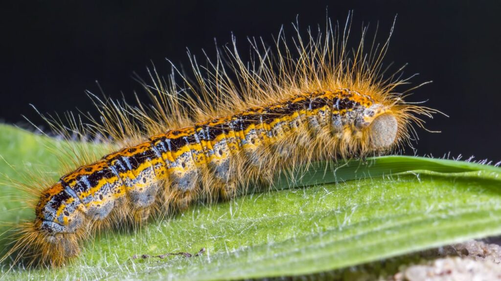Chenilles processionnaires dans les Pyrénées : comment s’en protéger efficacement ?